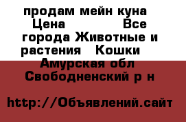 продам мейн куна › Цена ­ 15 000 - Все города Животные и растения » Кошки   . Амурская обл.,Свободненский р-н